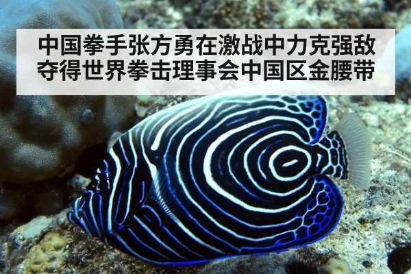 中国拳手张方勇在激战中力克强敌夺得世界拳击理事会中国区金腰带
