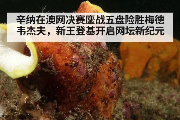 辛纳在澳网决赛鏖战五盘险胜梅德韦杰夫，新王登基开启网坛新纪元